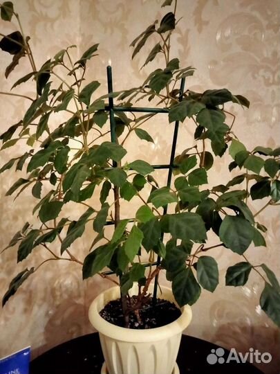 Циссус березка