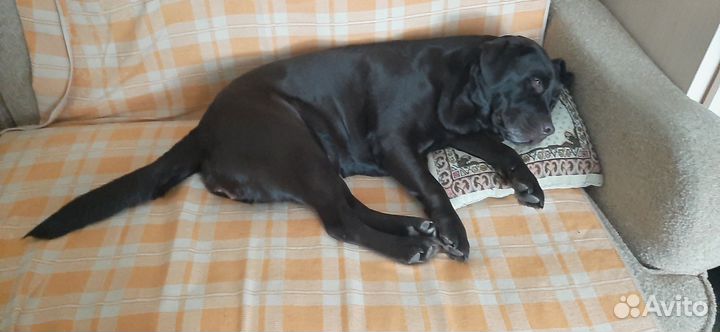 Передержка животных