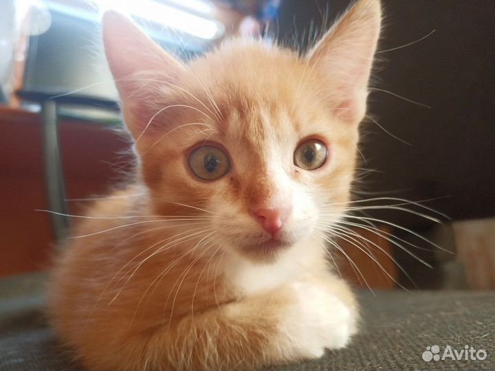 Рыжий котик