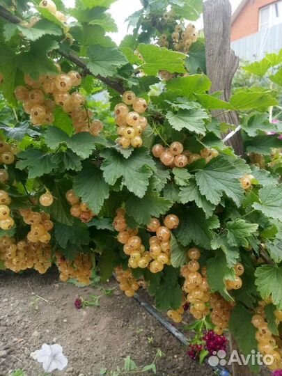 Саженцы белой смородины