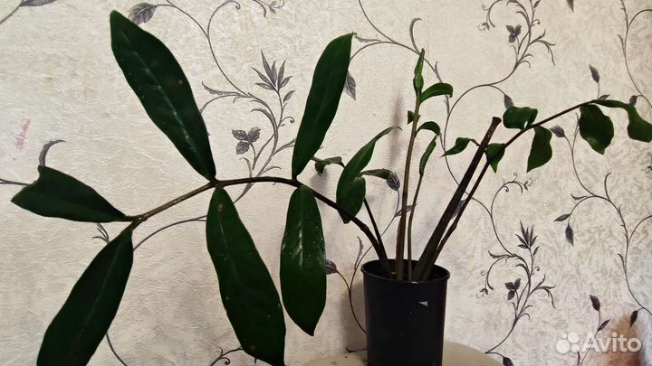 Замиокулькас