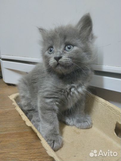 Отдам котенка в добрые руки