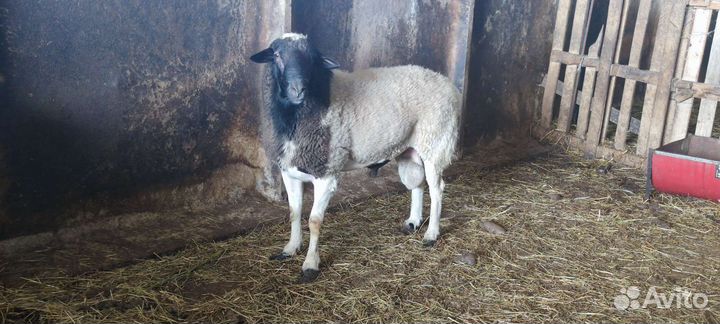 Баран на племя