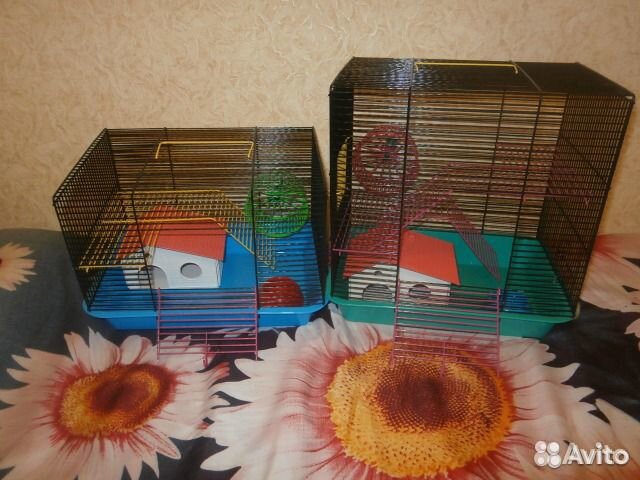 Джунгарские хомяки разноцветные - питомник, клетки