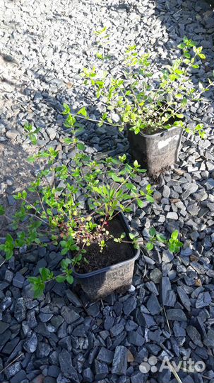 Травы для чая