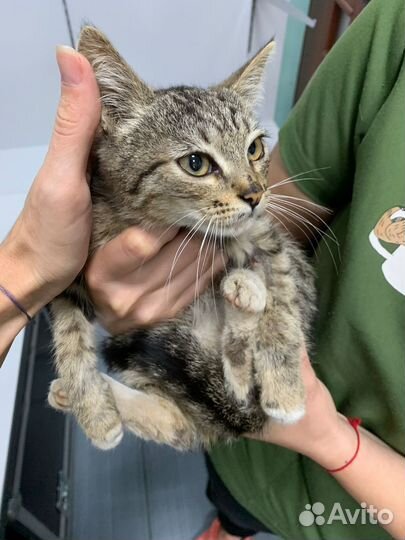 Отдам в добрые руки котеночка