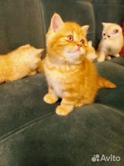Шотландские котята