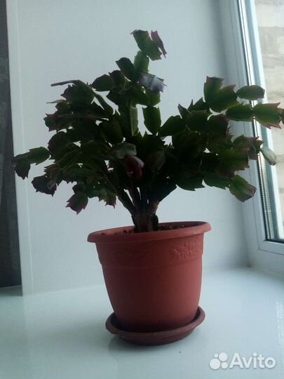 Гиппеаструм, монстера,сансевиерия, каланхоэ