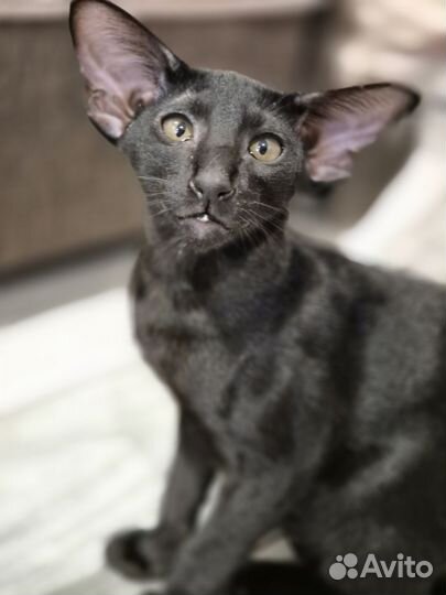 Ориентальные девочки