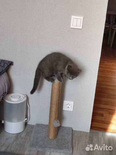 Отдадим котика