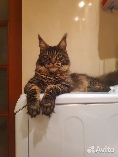 Кот Мейн-кун вязка