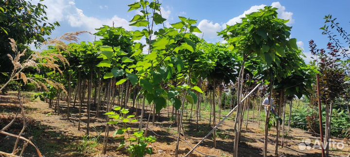 Катальпа нана на штамбе