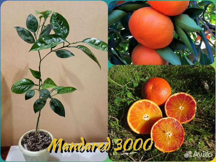 Сортовые цитрусы