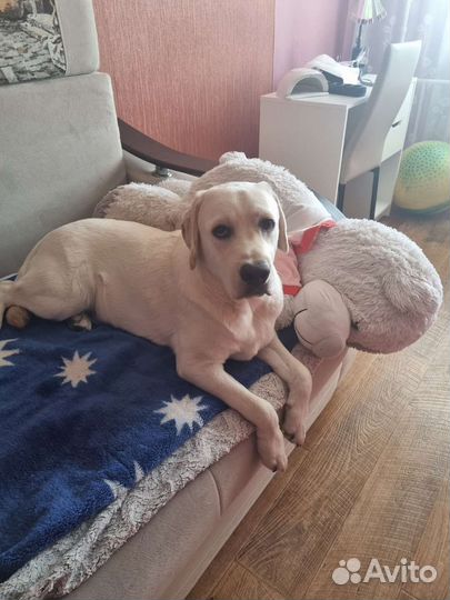 Продам лабрадора