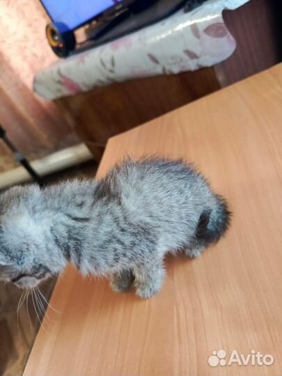Котята от британской вислоухой в дар