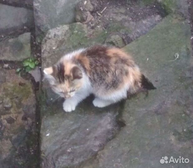 Девочка метис бобтейла