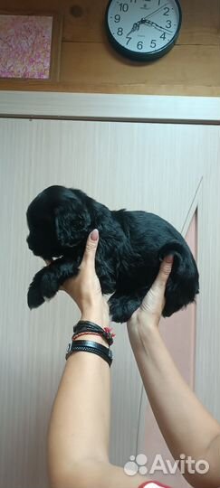 Кокер спаниель