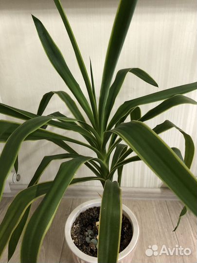 Цветы в горшках