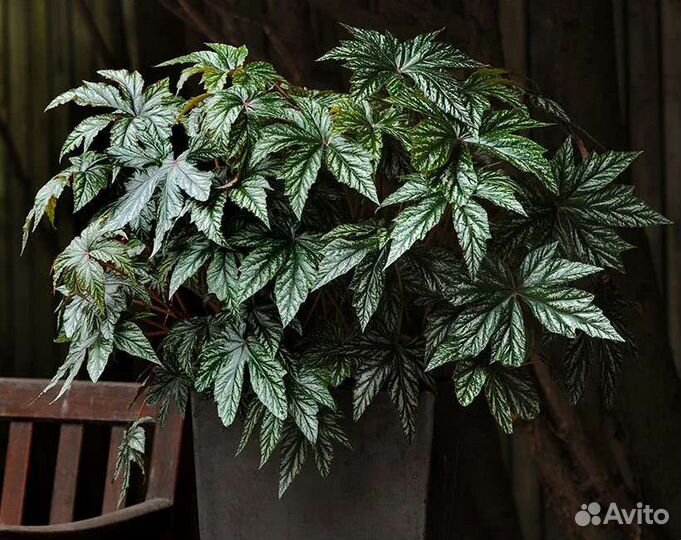 Грифон/Пинк принцес