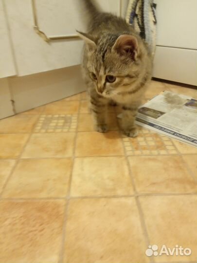 Кошка, котенок