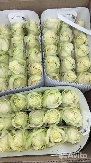 Цветы оптом