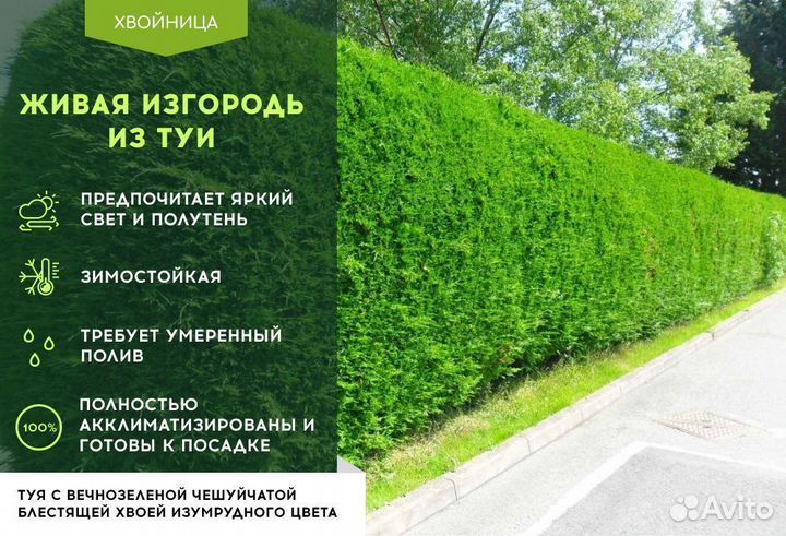 Туя Брабант 1,5 м