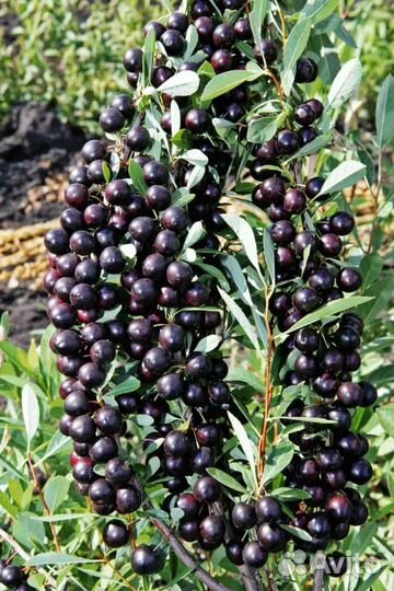 Саженцы вишни (Бессея)