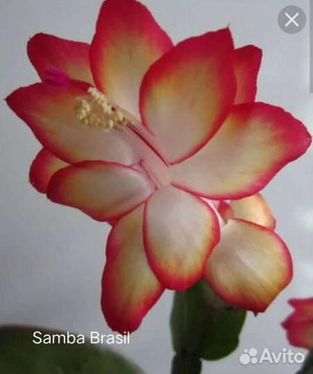 Декабристы шлюмбергера 10 видов