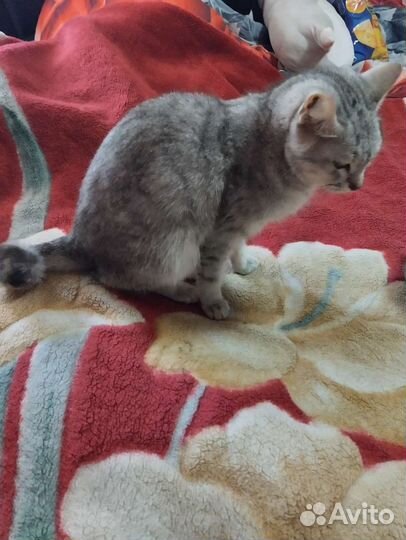 Кошка 2годика.умная.отдам в добрые руки