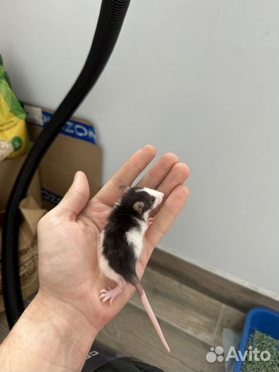 Крысята дамбо