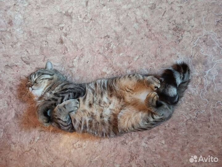 Вязка кот Шотландец