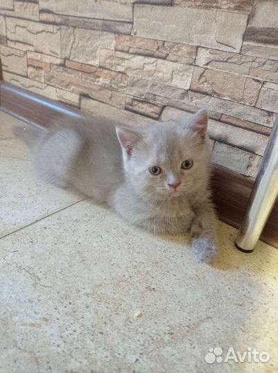Британские лиловые котята