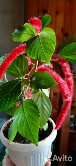 Акалифа Хиспида «Лисий хвост» не ампельная