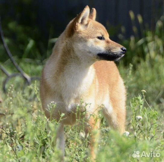 Сиба ину девочка акита