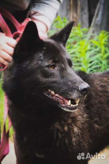 Собака улыбака