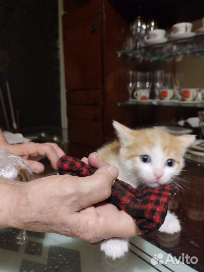 Домашние животные котята бесплатно