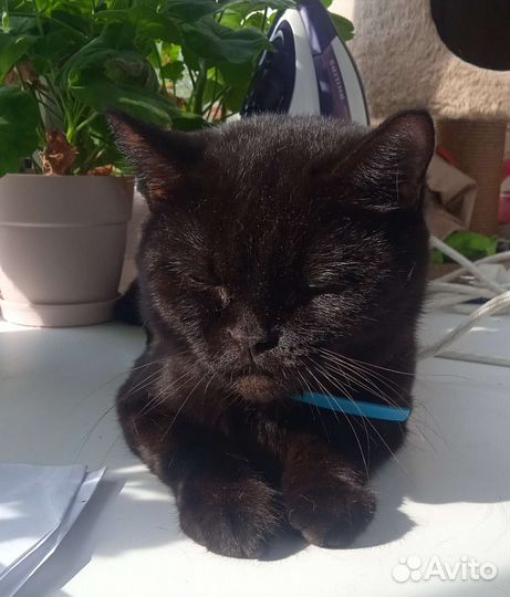Кошка в дар бесплатно