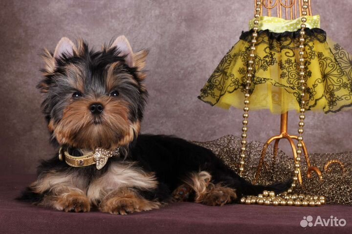 Стандартная девочка