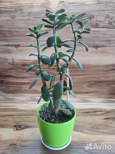 Толстянка (крассула овата)