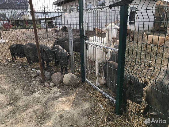 Вьетнамские вислобрюхие хряки и свиньи