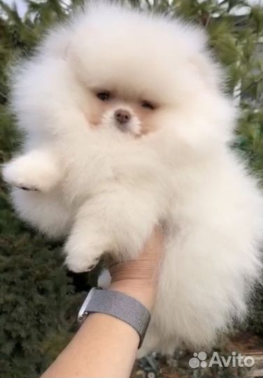 Померанский шпиц