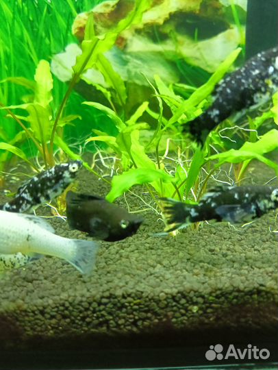 Украшение для аквариума