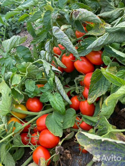 Помидоры оптом