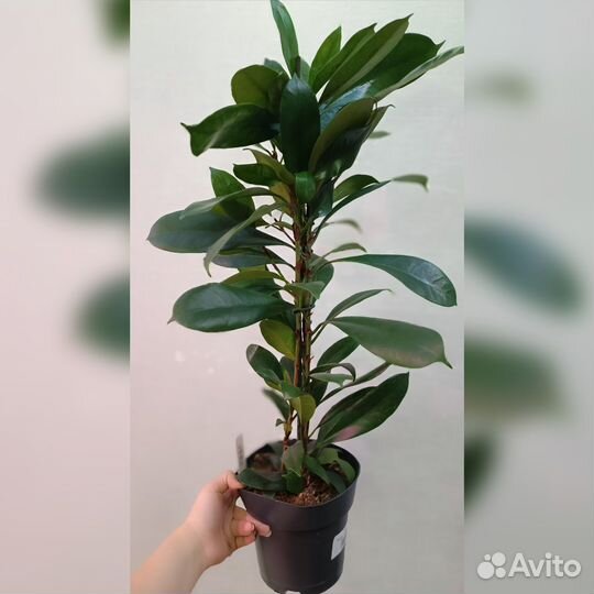 Фикус компакт