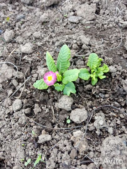 Многолетние цветы