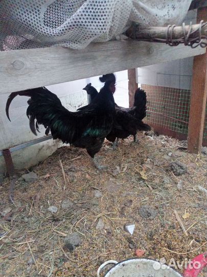 Куры молодки