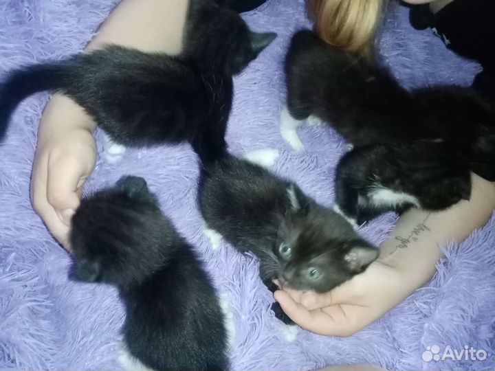 Котята от британской кошки