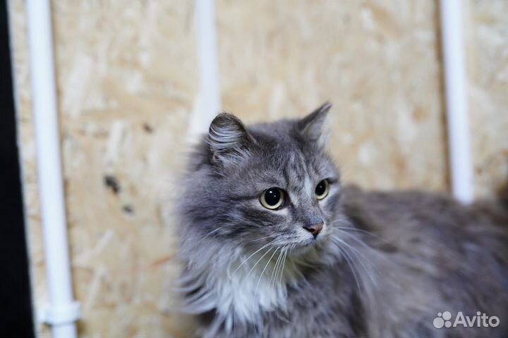 Сибирская кошка