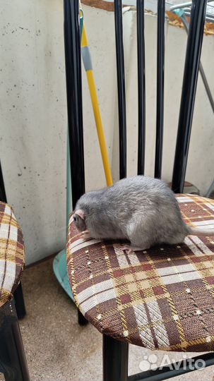 Декоративные крысы с клеткой