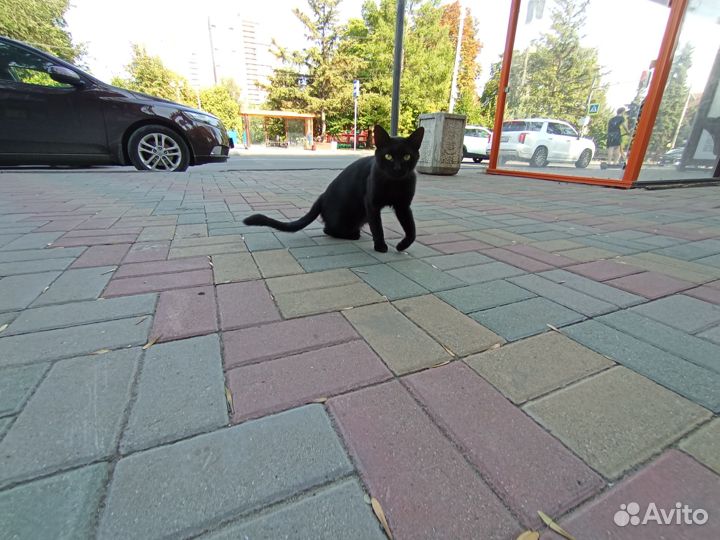 Найден кот